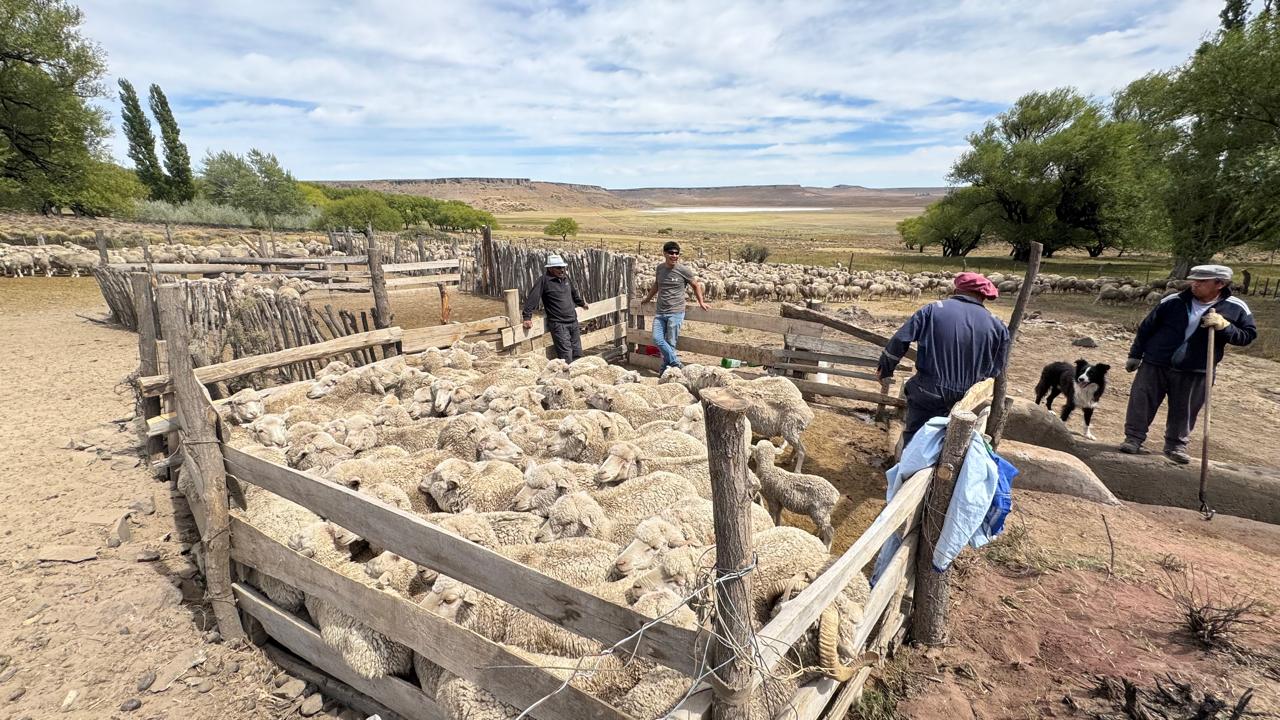 En este momento estás viendo Sanidad Ovina en la zona de Carri Laufquen Maquinchao